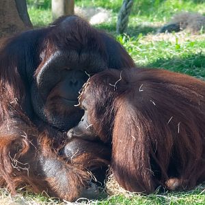 Belayan and Molly - Bornean Orangutans