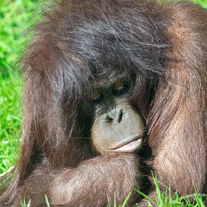 Awan - Bornean Orangutan