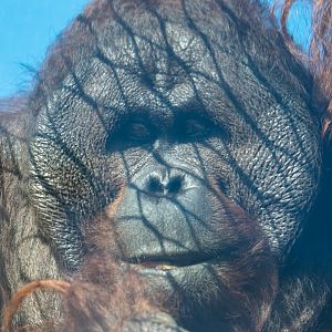 Jin - Bornean Orangutan