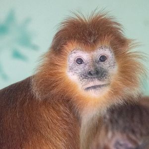 Javan Langur