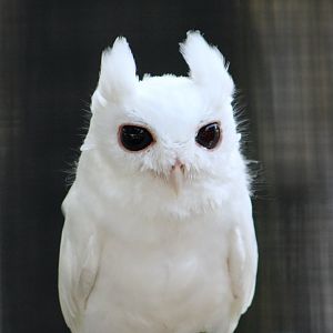 Leucistic Florida Screech Owl (Megascops asio floridanus) - "Luna"