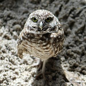Florida Burrowing Owl (Athene cunicularia floridana)