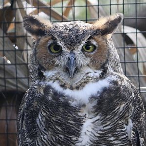 Great Horned Owl (Bubo virginianus virginianus)