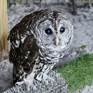 Florida Barred Owl (Strix varia georgica)