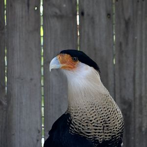 Northern Crested Caracara (Caracara plancus cheriway)