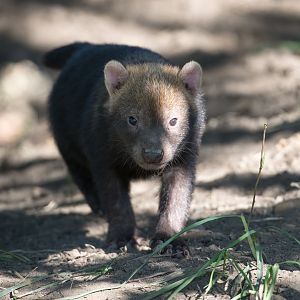 Bush dog pup, YWP, UK