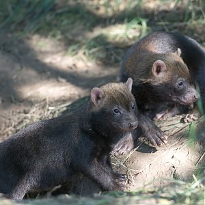 Bush dog pups, YWP, UK