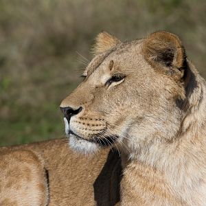 African lion (f), YWP, UK