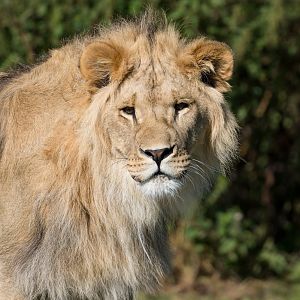 African lion (m), YWP, UK