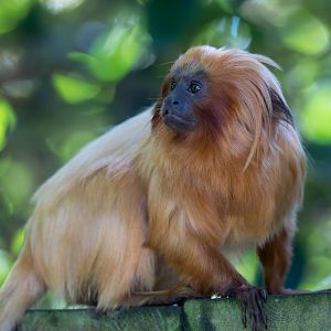 Golden lion tamarin, YWP, UK