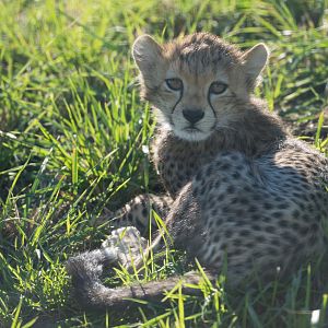 Cheetah cub, YWP, UK