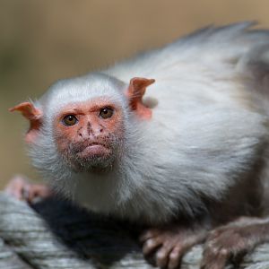 Silvery marmoset, YWP, UK