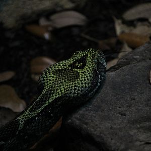 Ethiopian Mountain Viper
