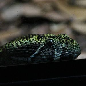 Ethiopian Mountain Viper (Bitis parviocula)