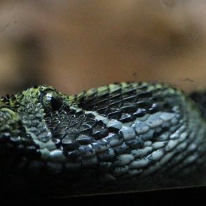 Ethiopian Mountain Viper