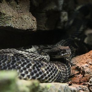 Ridge-nosed Rattlesnake (Crotalus willardi)