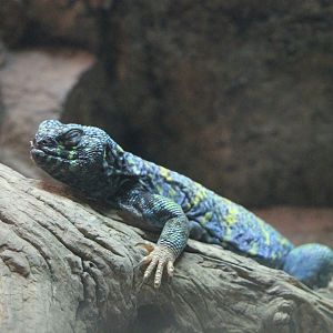 Ornate Uromastyx (Uromastyx ornata)