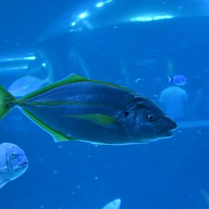 White trevally (Pseudocaranx dentex)