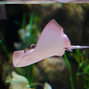 Blue Spotted Mask Ray