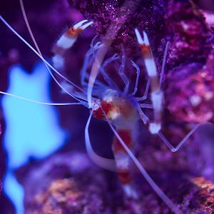 Coral Banded Shrimp