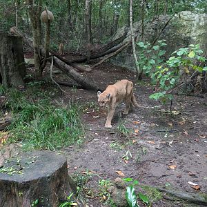 Cougar at the North Carolina Zoo
