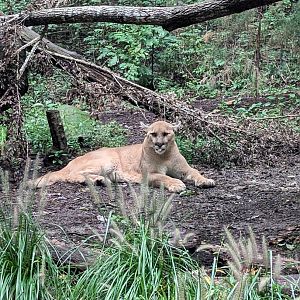 Cougar at the North Carolina Zoo