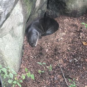 North American River Otter