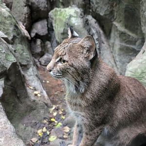 Bobcat