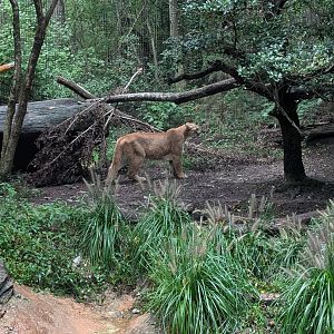 Cougar at the North Carolina Zoo
