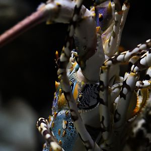 Ornate Spiny Lobster