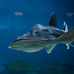 Bowmouth Guitarfish