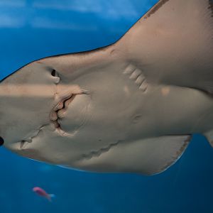 Bowmouth Guitarfish