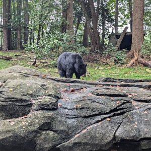 American Black Bear
