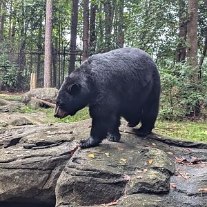 American Black Bear