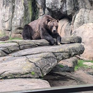 Brown Bear