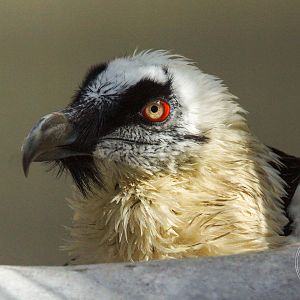 Bearded Vulture (Gypaetus barbatus)
