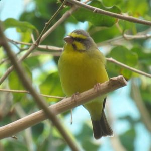 Yellow-fronted Canary