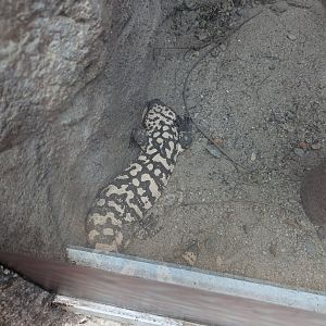 Gila Monster