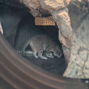 Sand Cat
