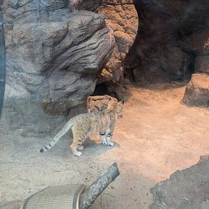 Sand Cat