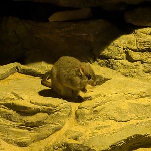 Brush-tailed Bettong