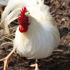 Onagadori Chicken (Gallus gallus domesticus)