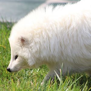 Raccoon Dog (Nyctereutes procyonoides)