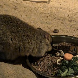 Brush-tailed Bettong