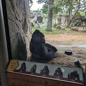 Western Lowland Gorilla
