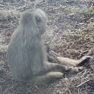 Hamadryas Baboon with young