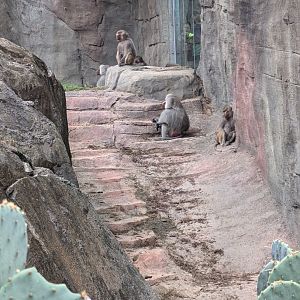 Hamadryas Baboon troop
