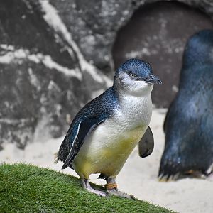Australian Little Penguin