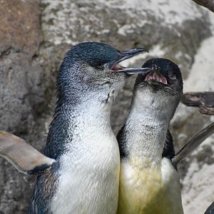 Australian Little Penguins