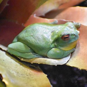Red-eyed Tree Frog